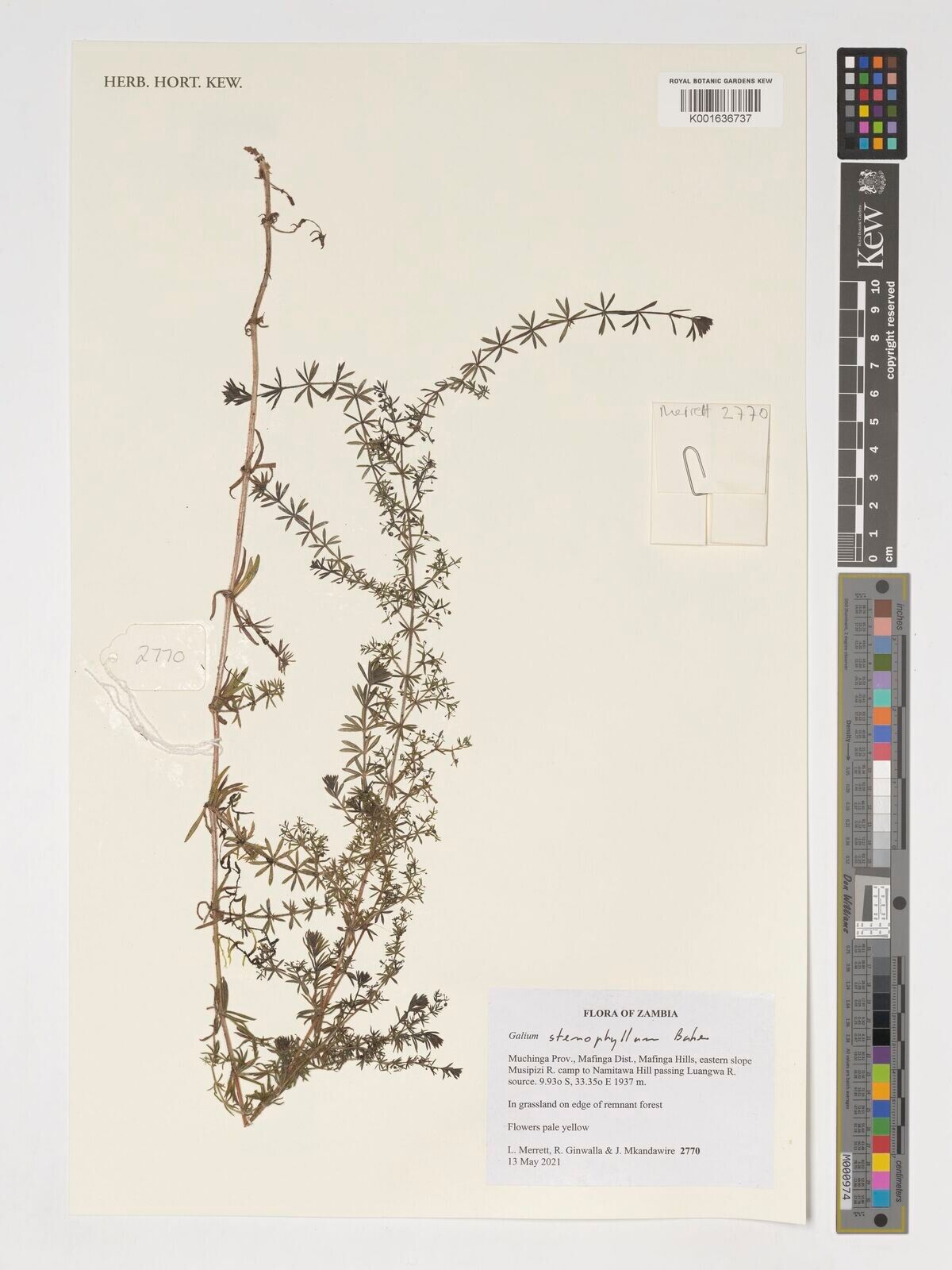 Galium stenophyllum — houseplant care guide