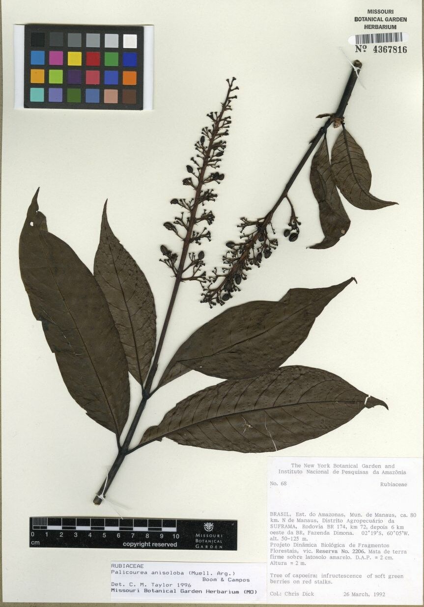 Palicourea anisoloba — houseplant care guide