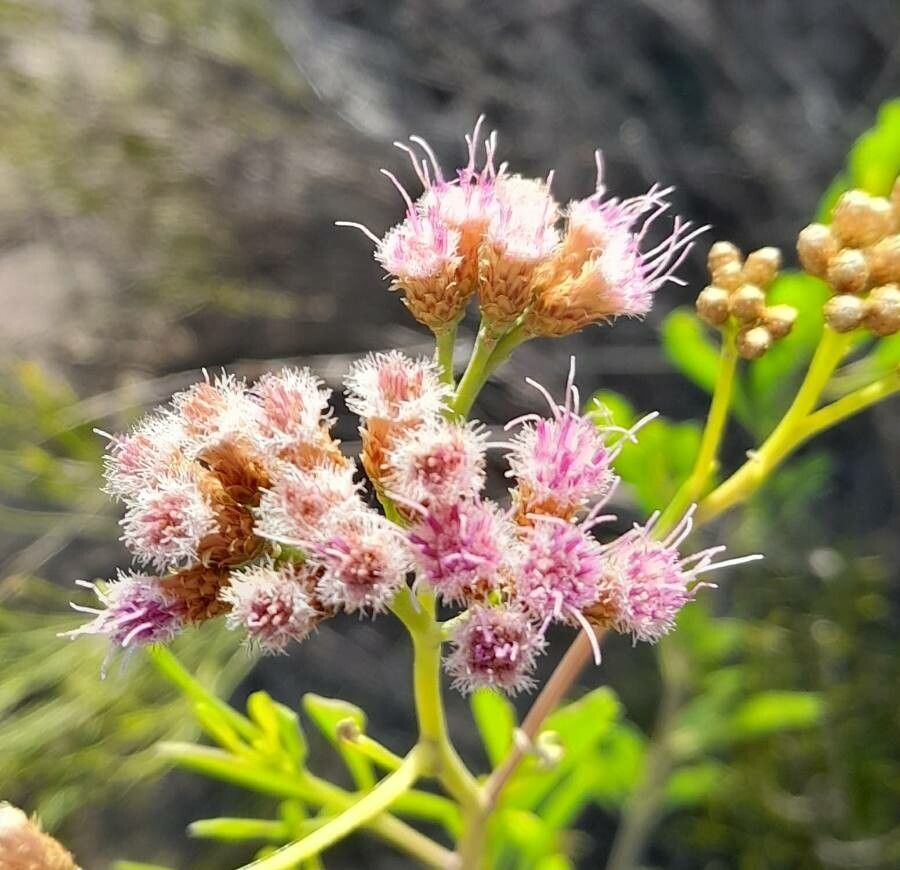 Tessaria absinthioides flower