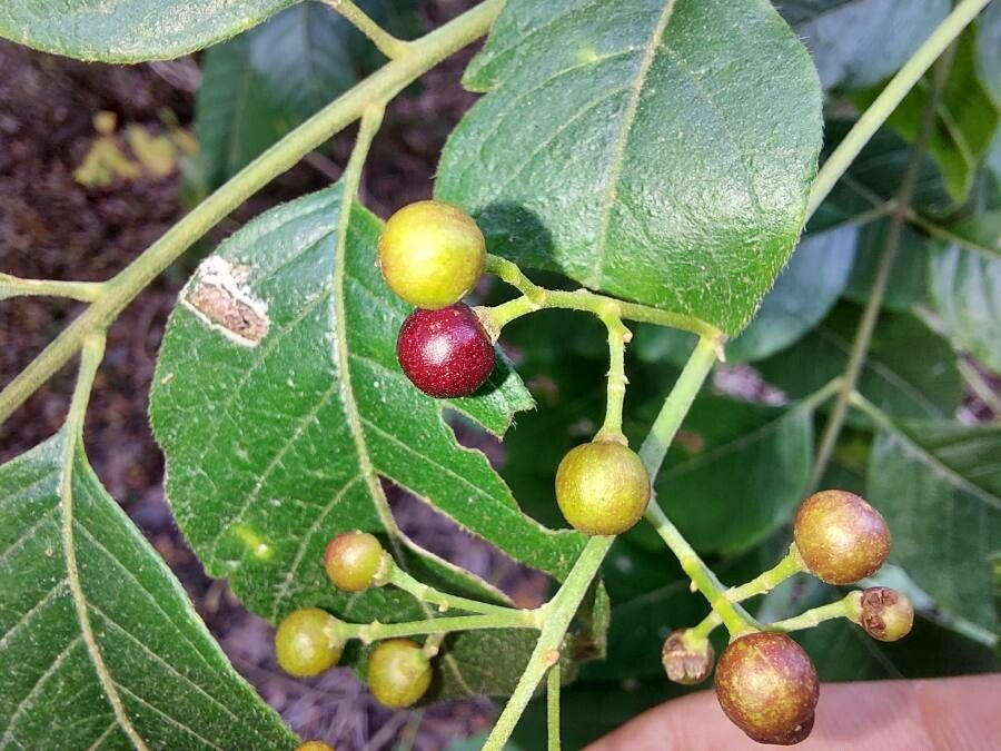 Cipadessa baccifera — search result for 'Meliaceae'