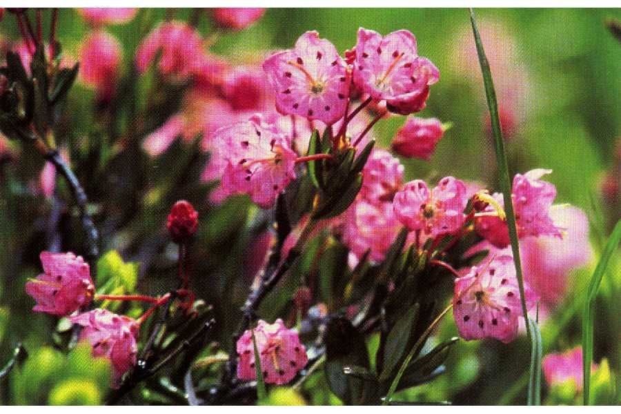 Kalmia microphylla habit