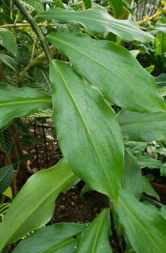 Costus pictus habit