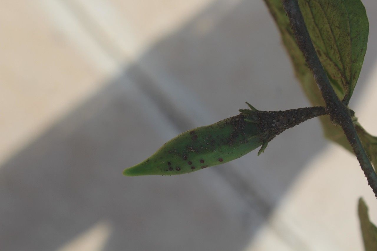 Waltheria glomerata other