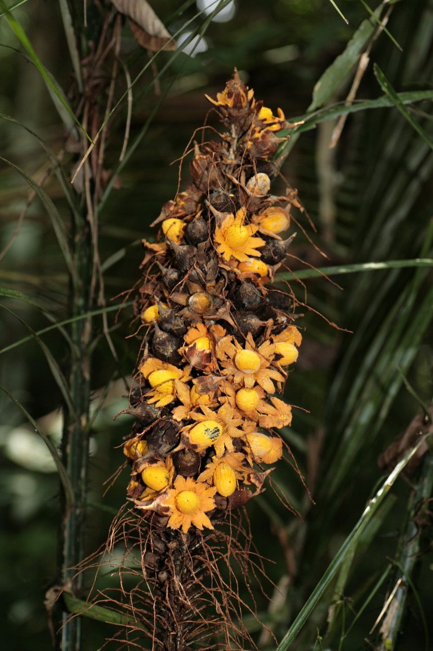 Astrocaryum paramaca fruit