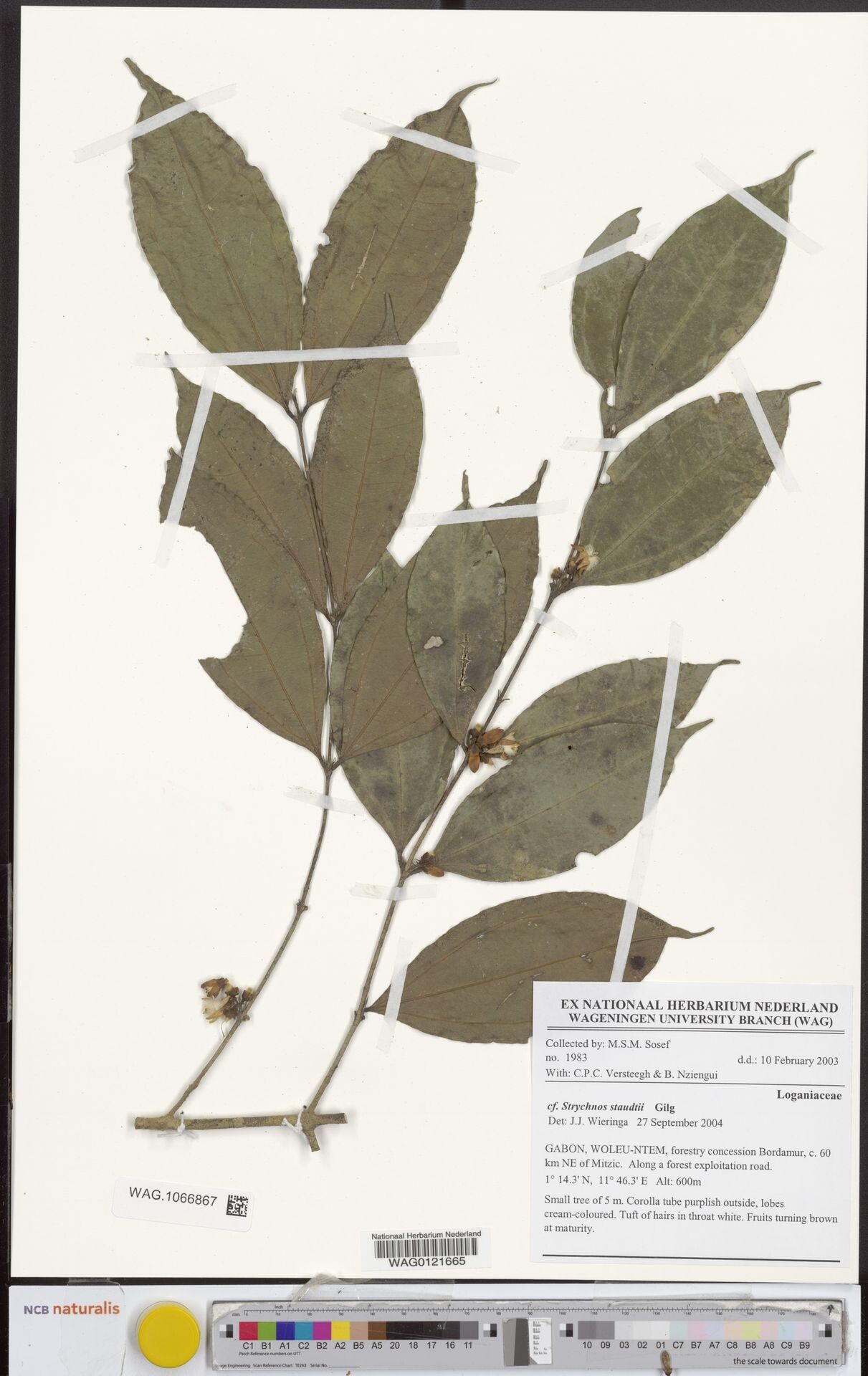 Strychnos staudtii — houseplant care guide