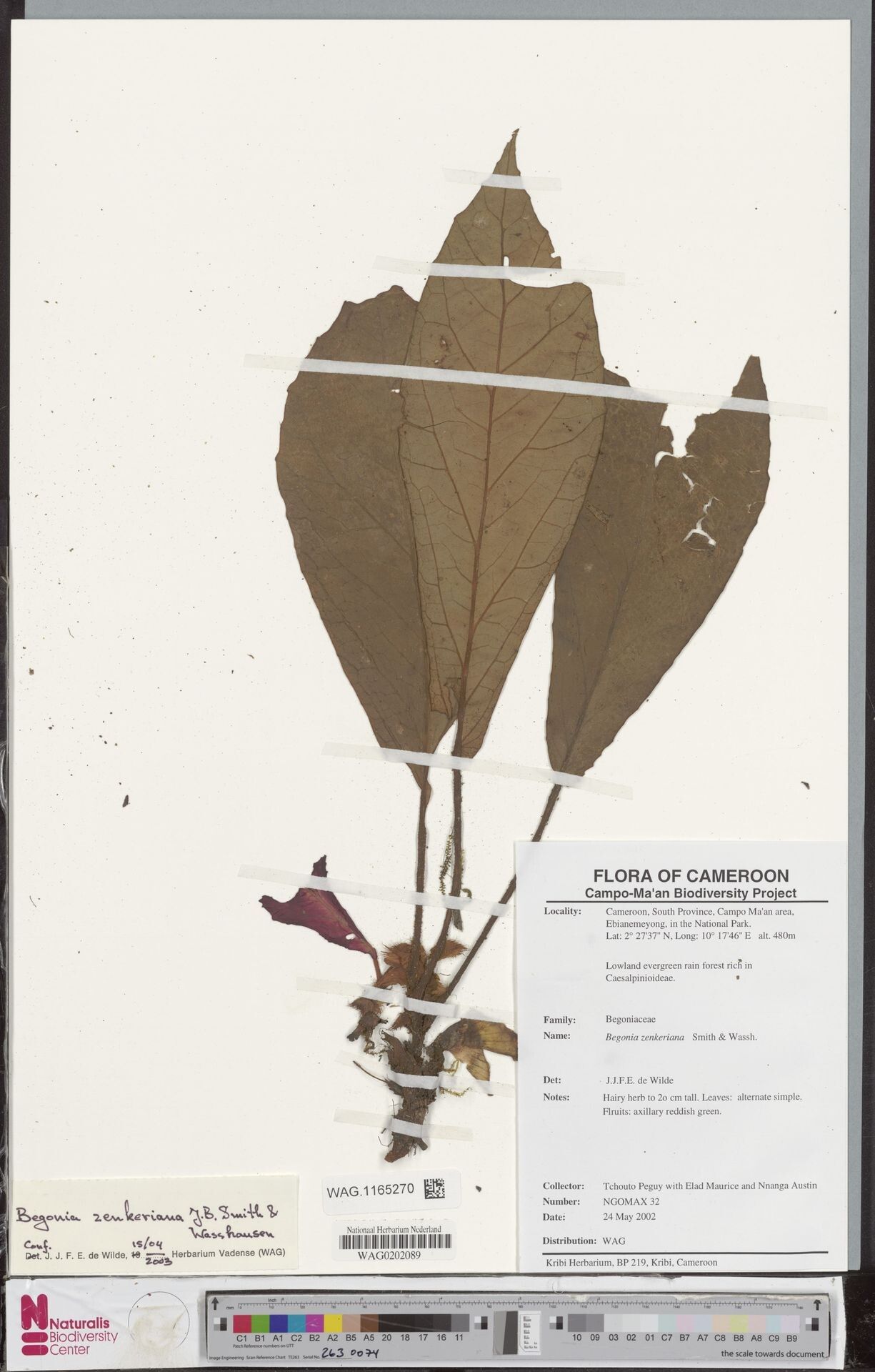 Begonia zenkeriana — houseplant care guide