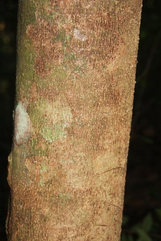 Jacaranda copaia bark