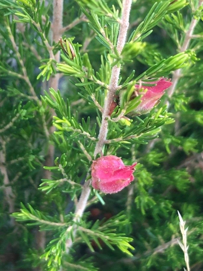 Erica arborea fruit