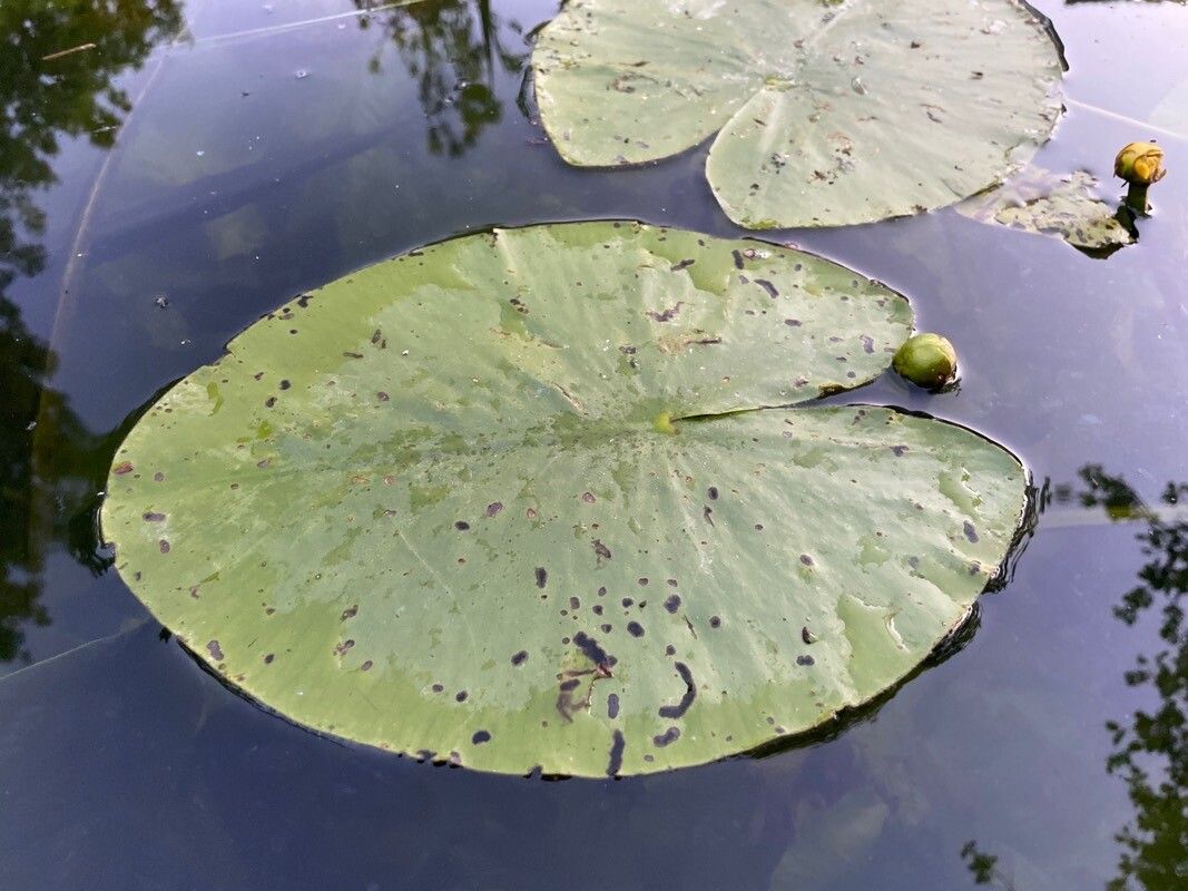 Nuphar lutea — flood tolerant houseplant