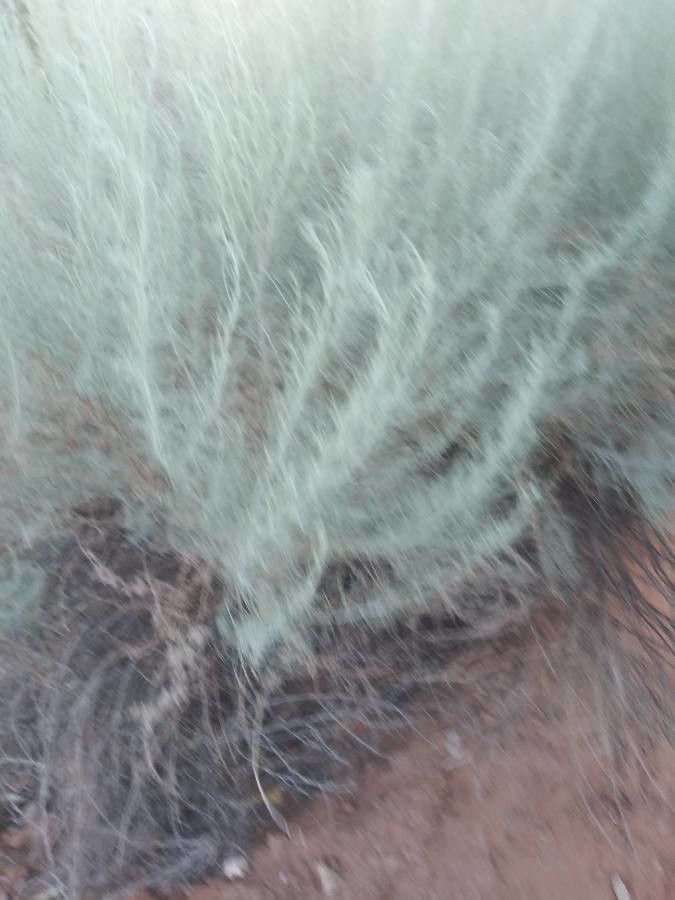 Artemisia filifolia — search result for 'Artemisia'