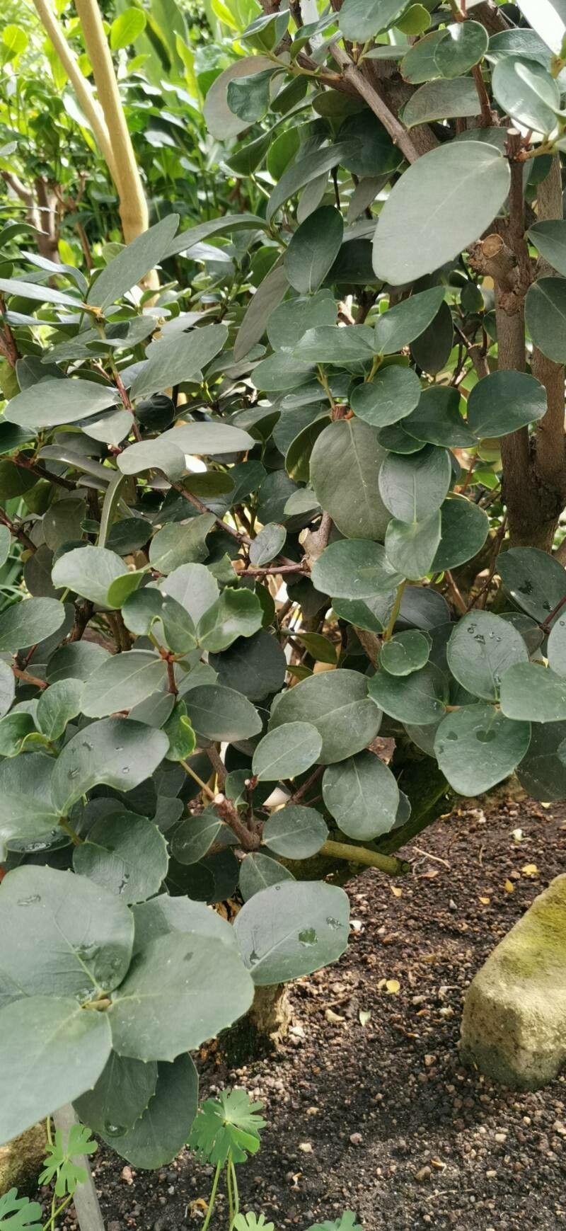Maurocenia frangula leaf