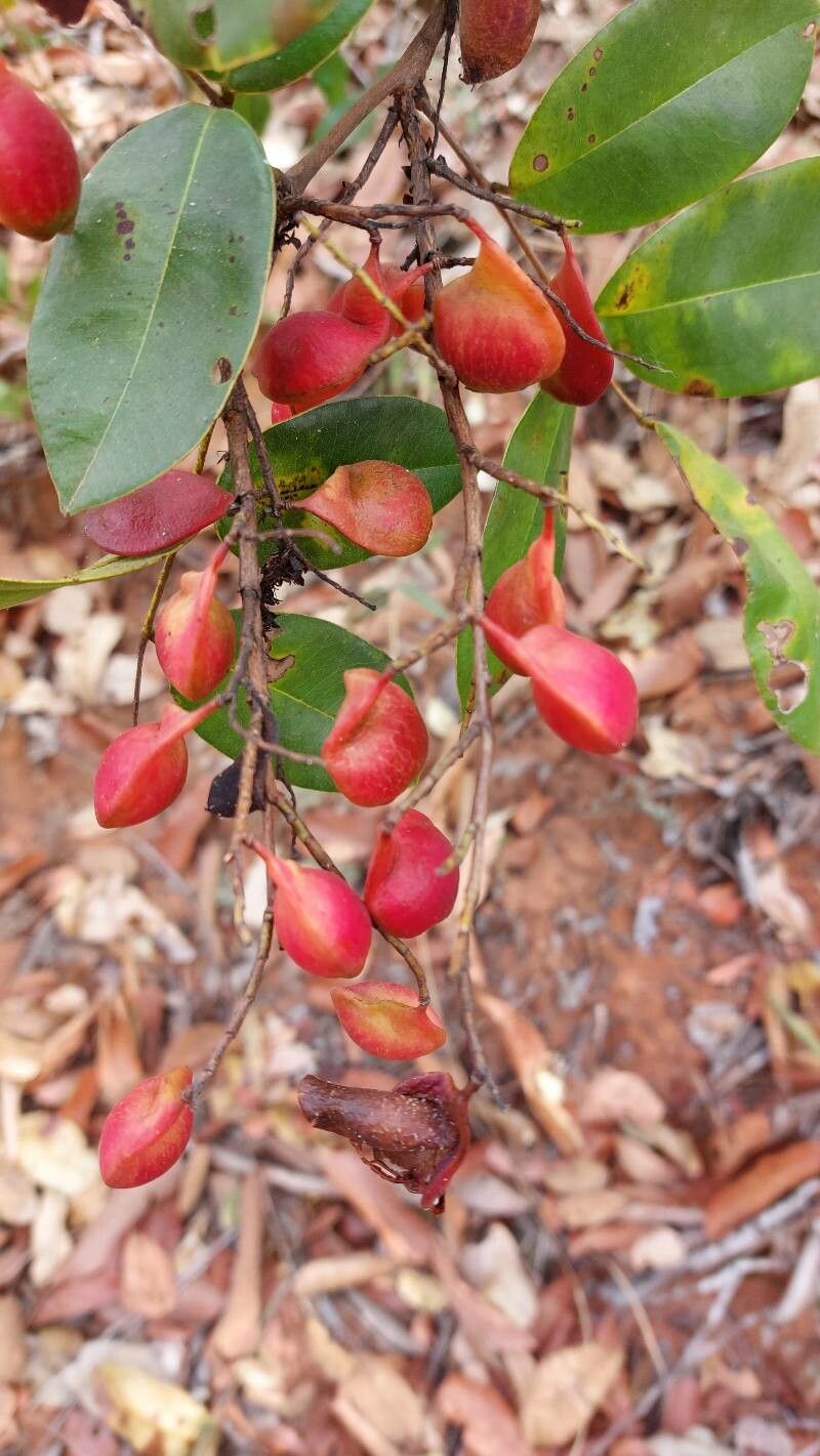 Copaifera magnifolia fruit