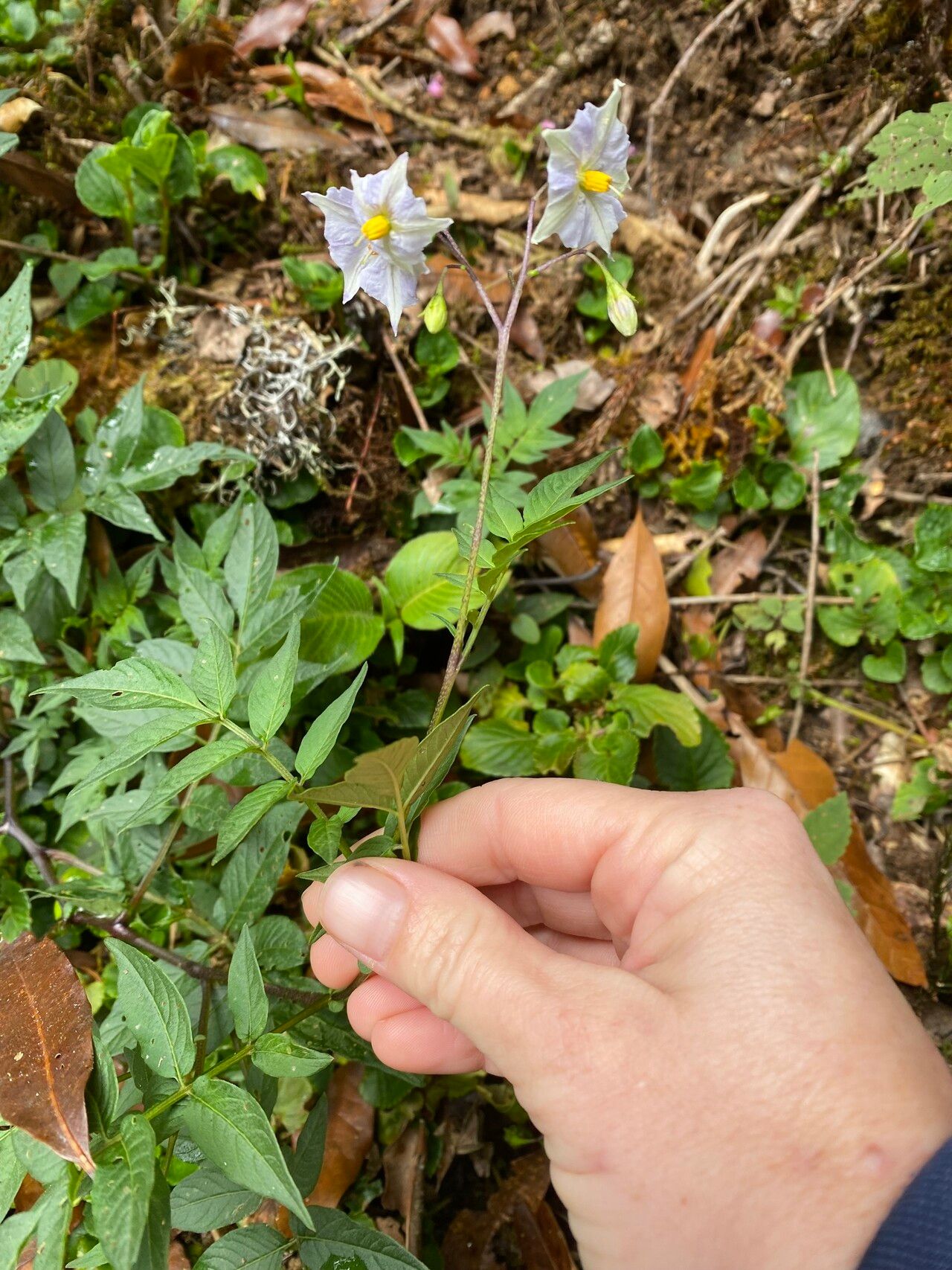 Solanum longiconicum habit