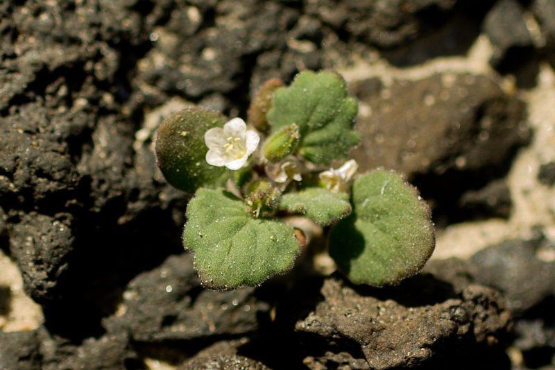 Phacelia rotundifolia habit