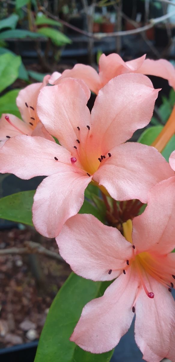 Rhododendron longiflorum flower
