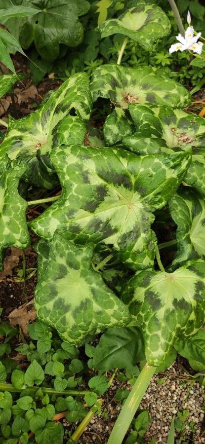 Dysosma difformis — related species from the same genus