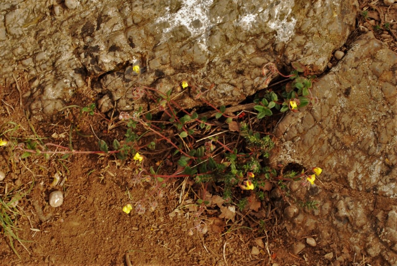 Utricularia minor habit