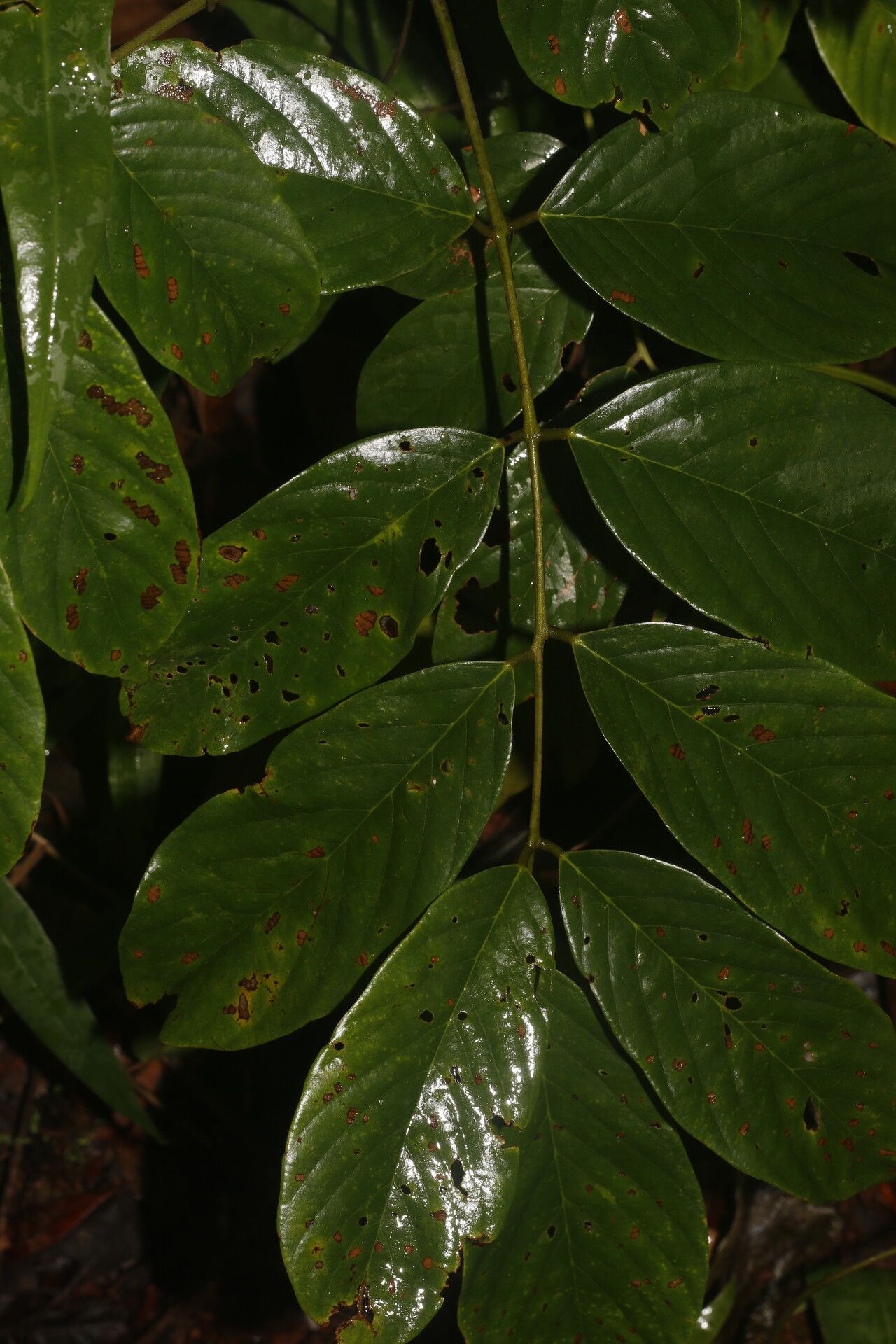 Machaerium floribundum flower