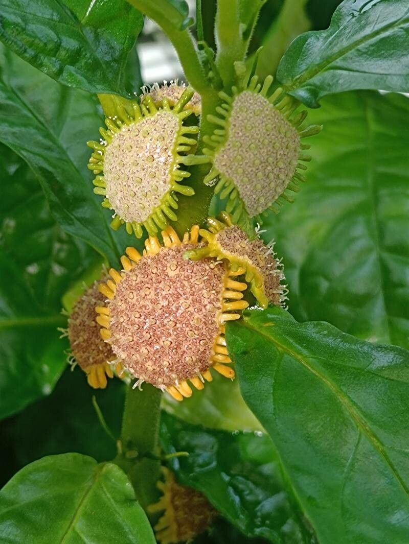 Dorstenia convexa flower