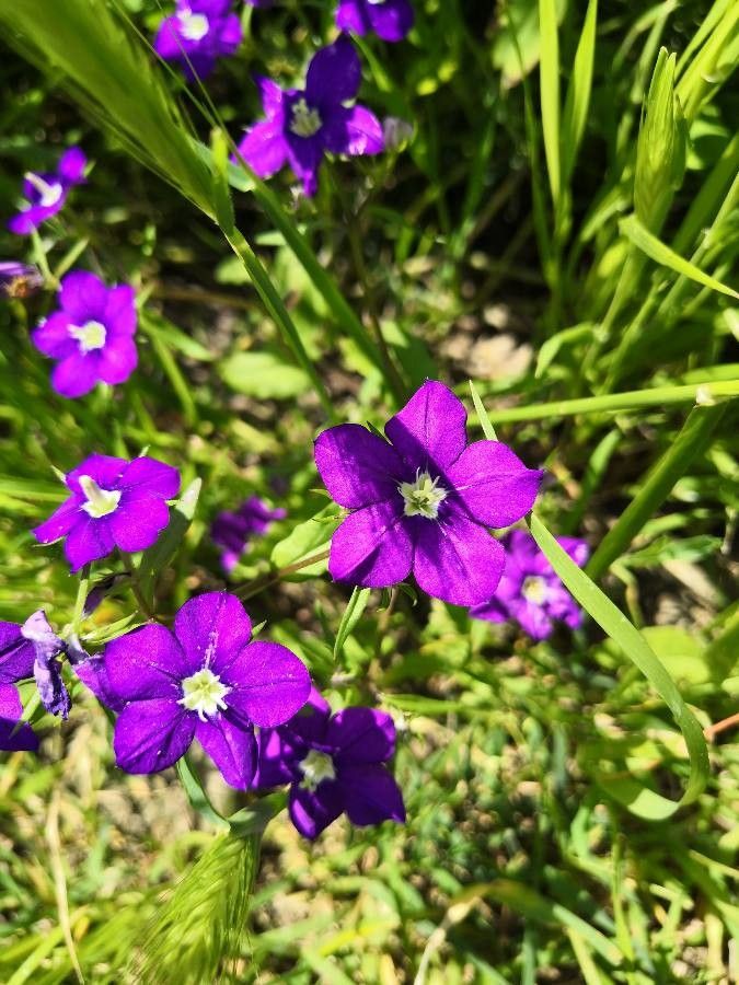 Githopsis pulchella flower