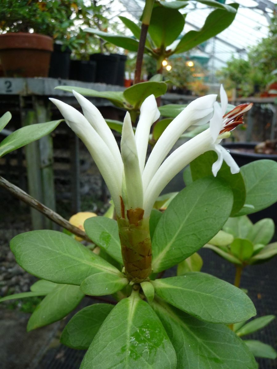 Rhododendron carringtoniae flower
