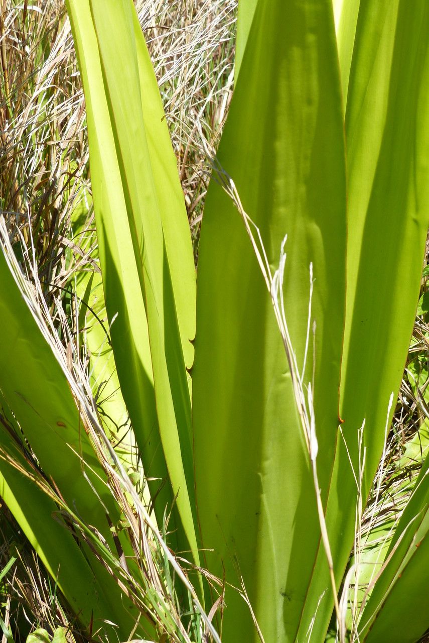 Furcraea foetida leaf