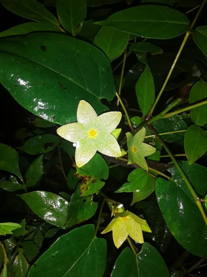 Matelea reticulata flower