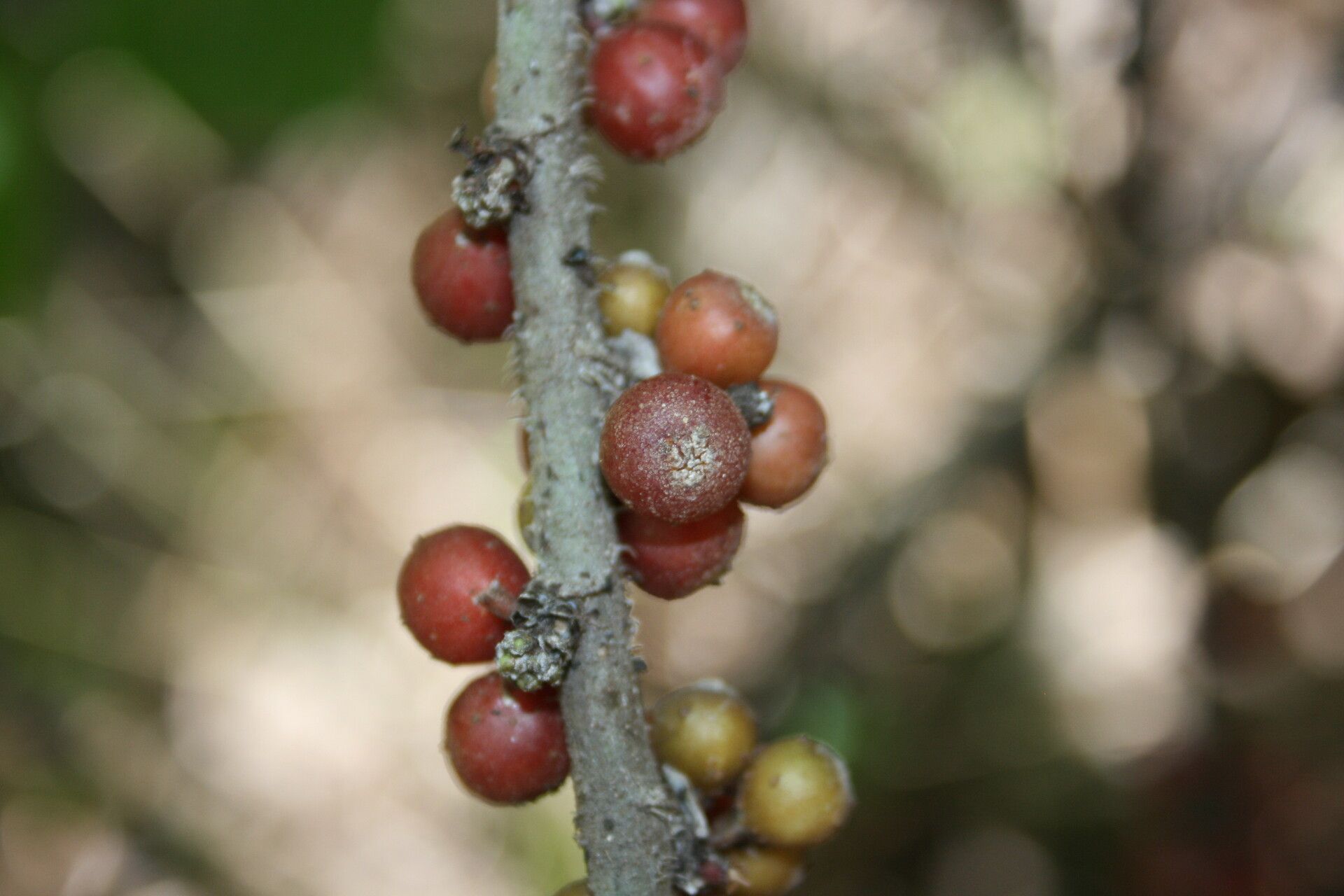 Ficus pungens fruit