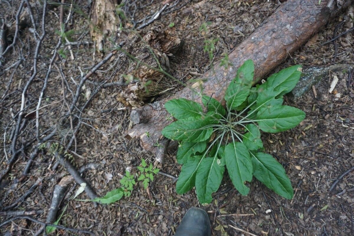 Adenocaulon chilense leaf