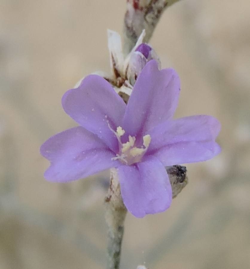 Limonium catalaunicum flower