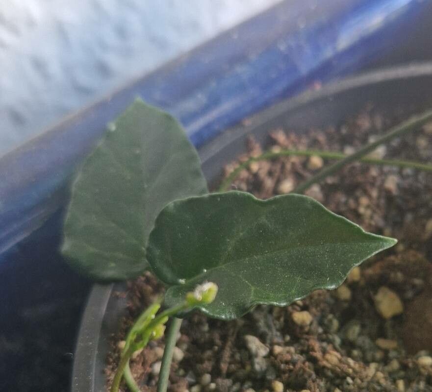 Ceropegia inornata — search result for 'Ceropegia'