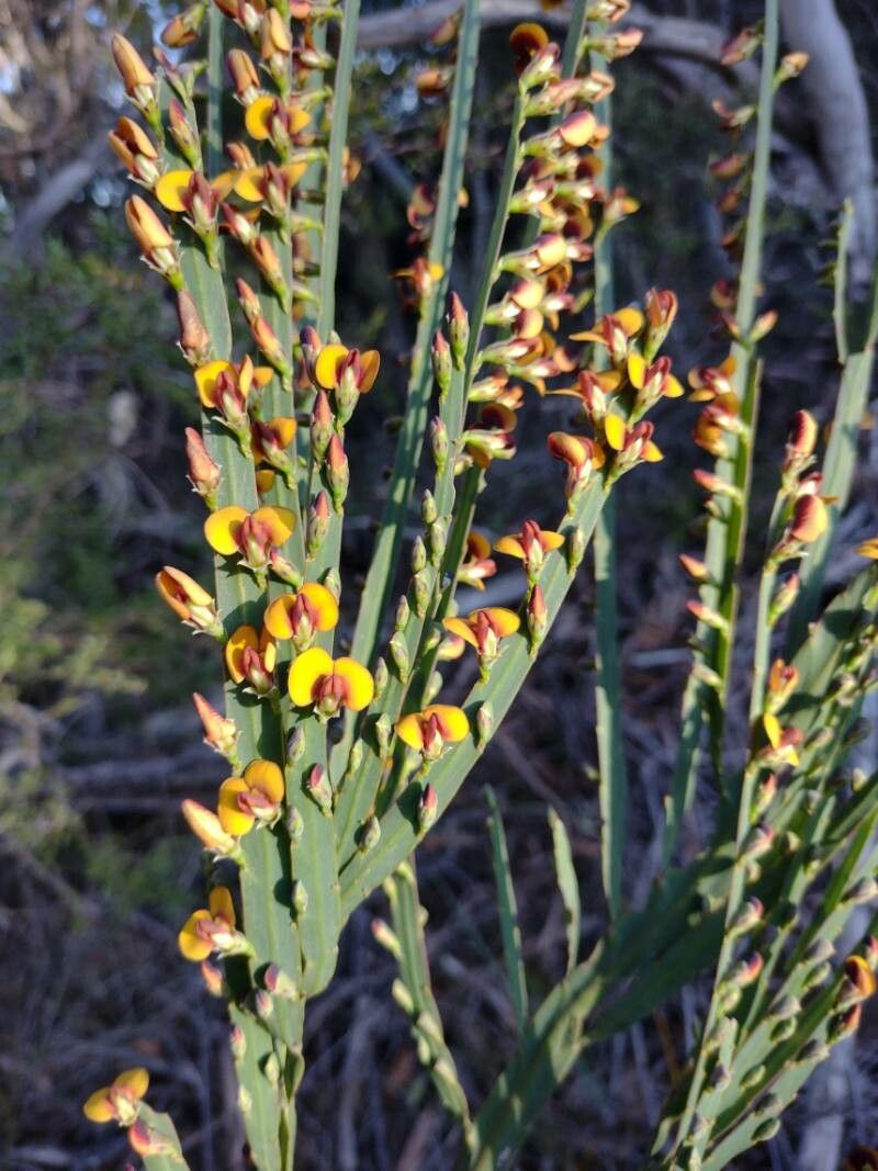 Bossiaea scolopendria flower