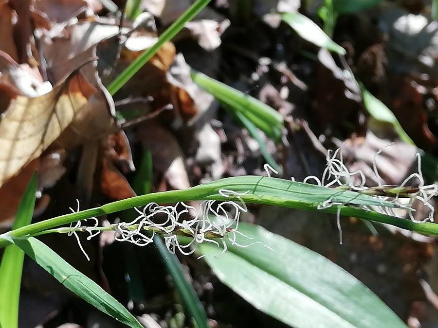Carex pilosa — search result for 'Cyperaceae'