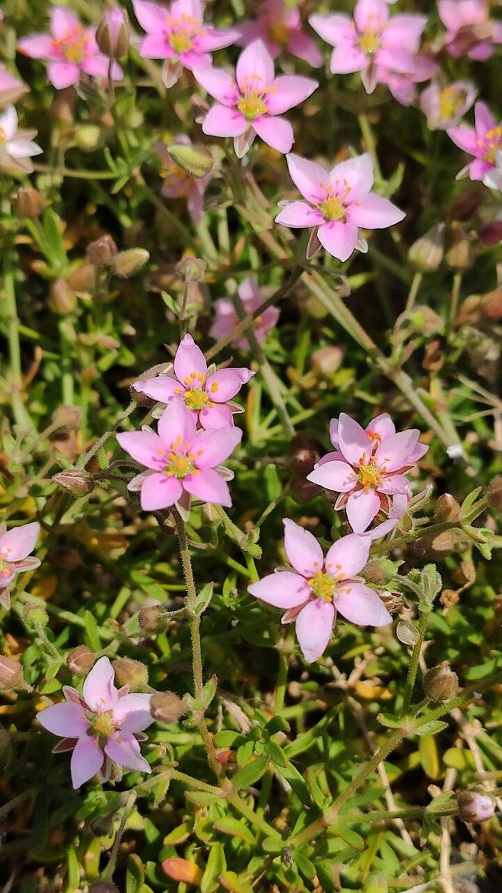 Rhodalsine geniculata — houseplant care guide