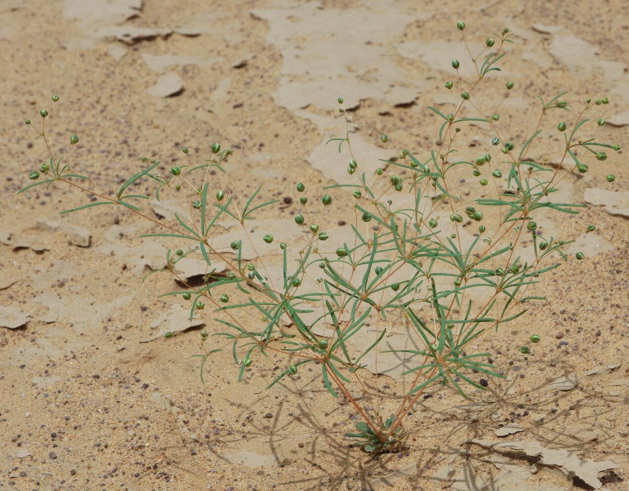 Mollugo cerviana leaf