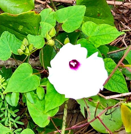 Ipomoea lindenii — houseplant care guide
