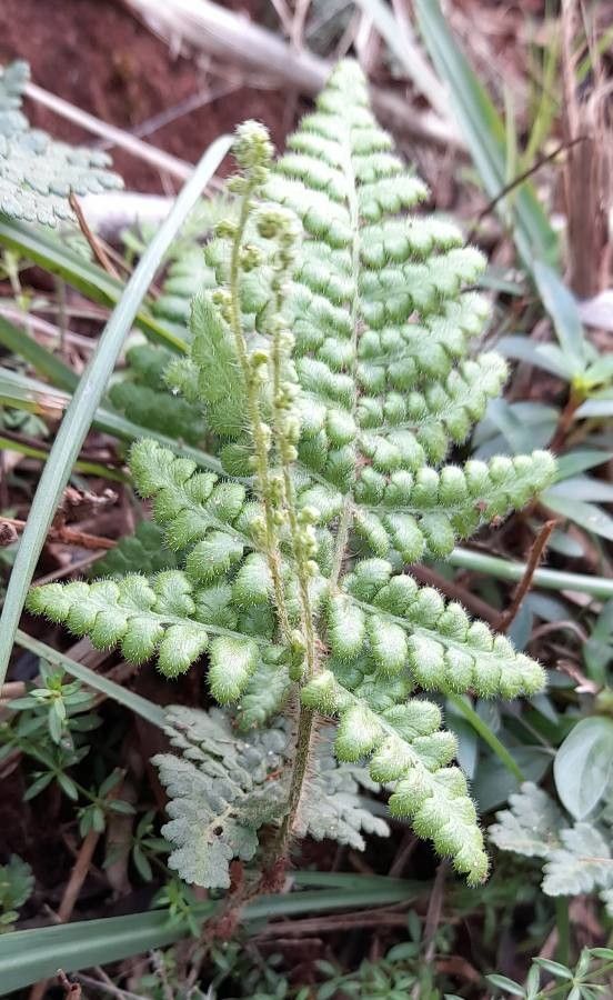 Anemia tomentosa habit