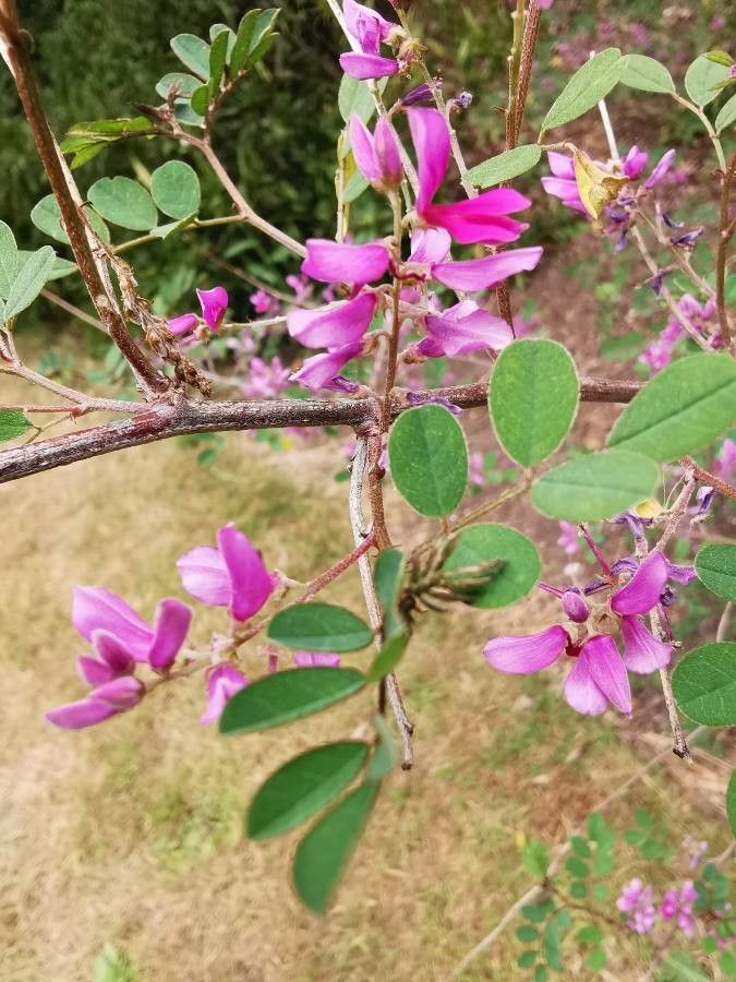 Indigofera szechuensis flower