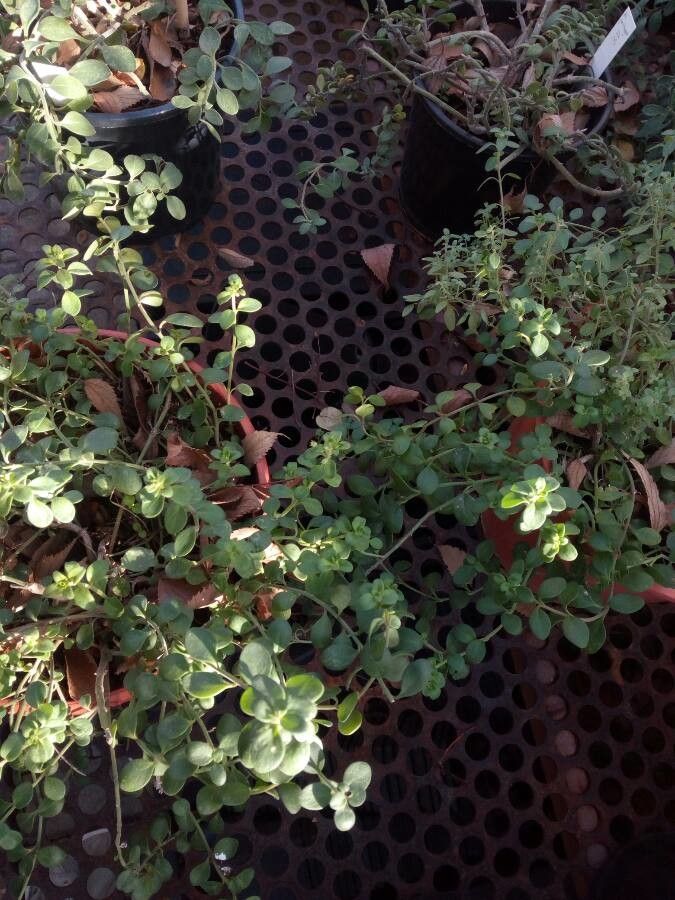 Antirrhinum pertegasii habit