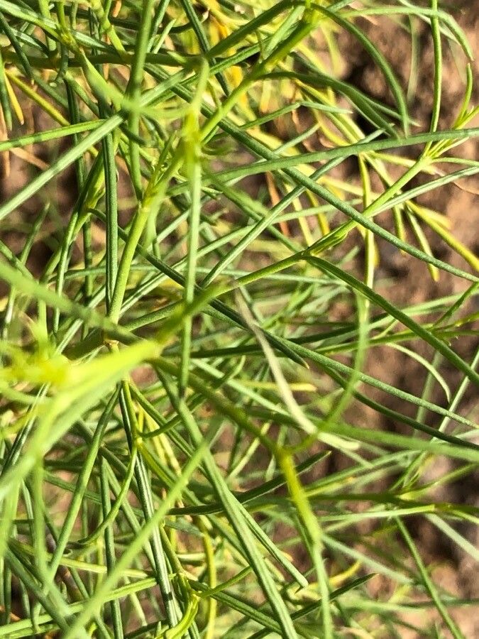 Ambrosia monogyra — houseplant care guide