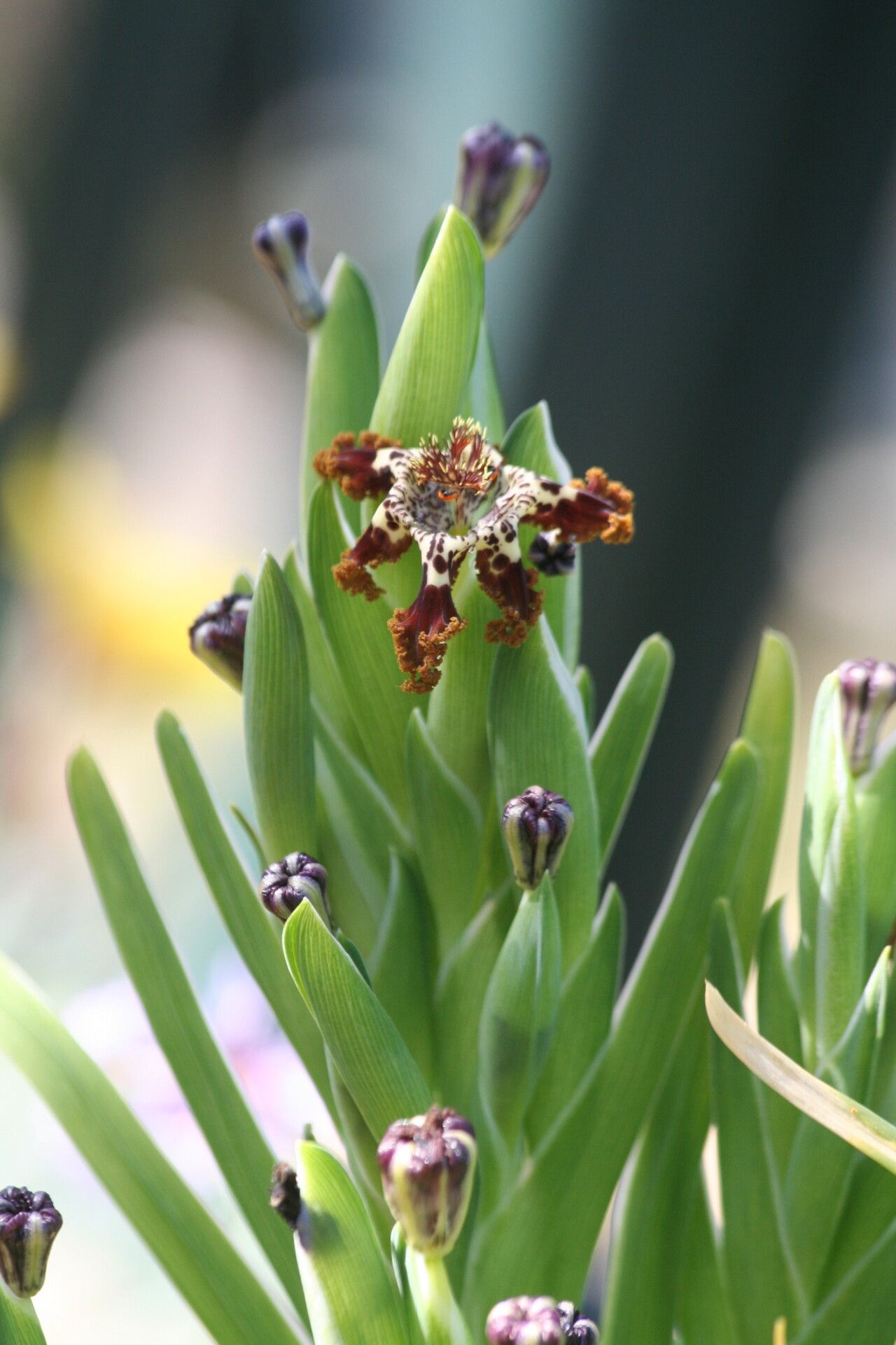 Ferraria schaeferi — houseplant care guide