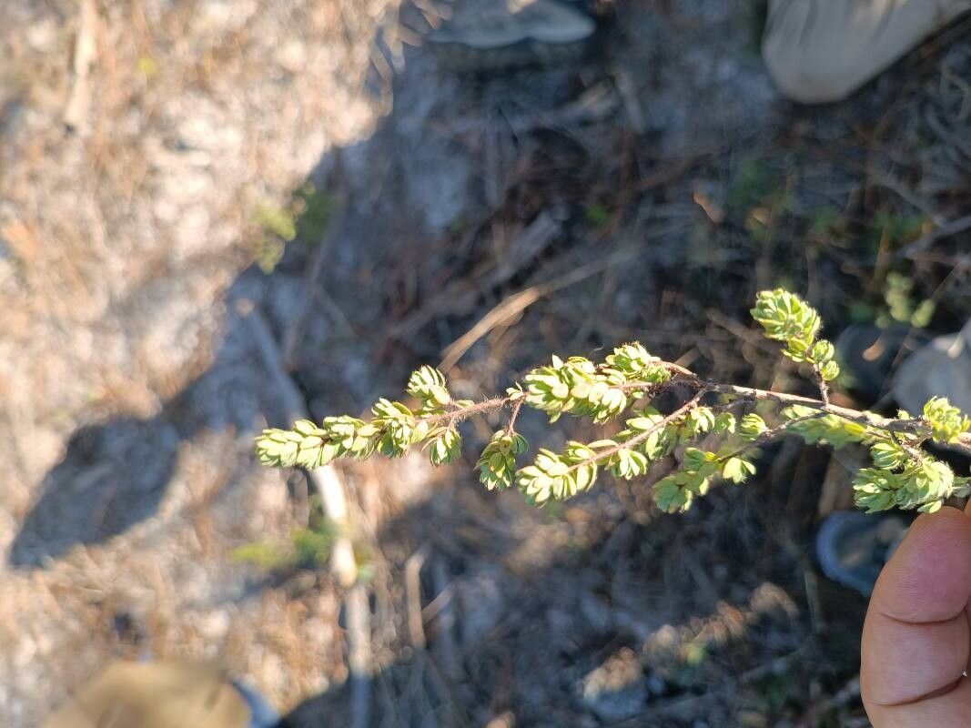 Thymelaea villosa leaf