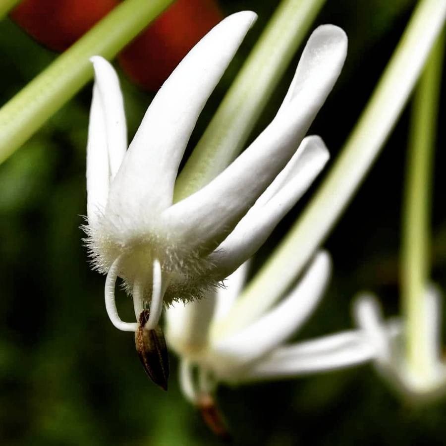 Posoqueria latifolia flower