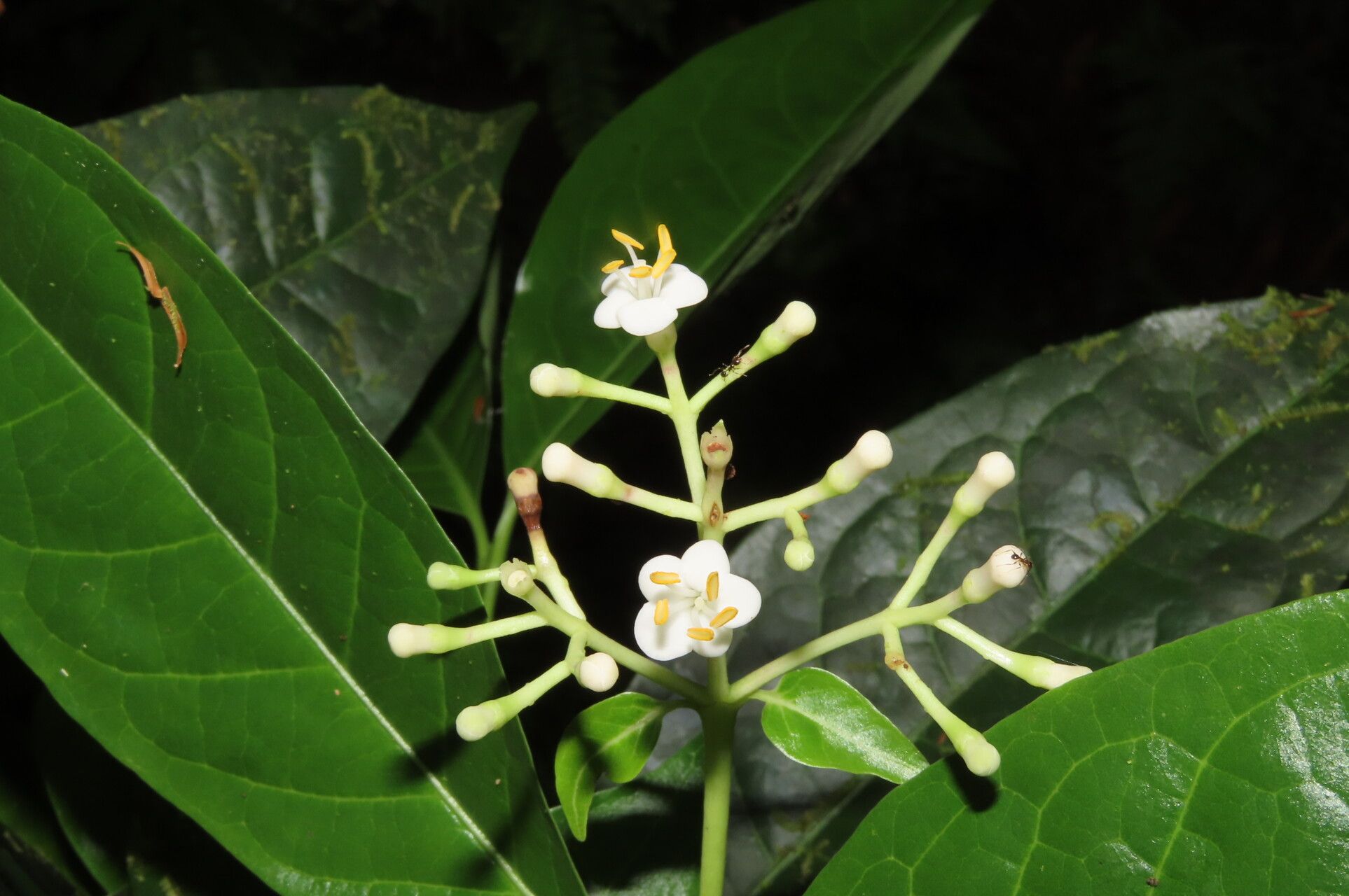 Chione venosa flower