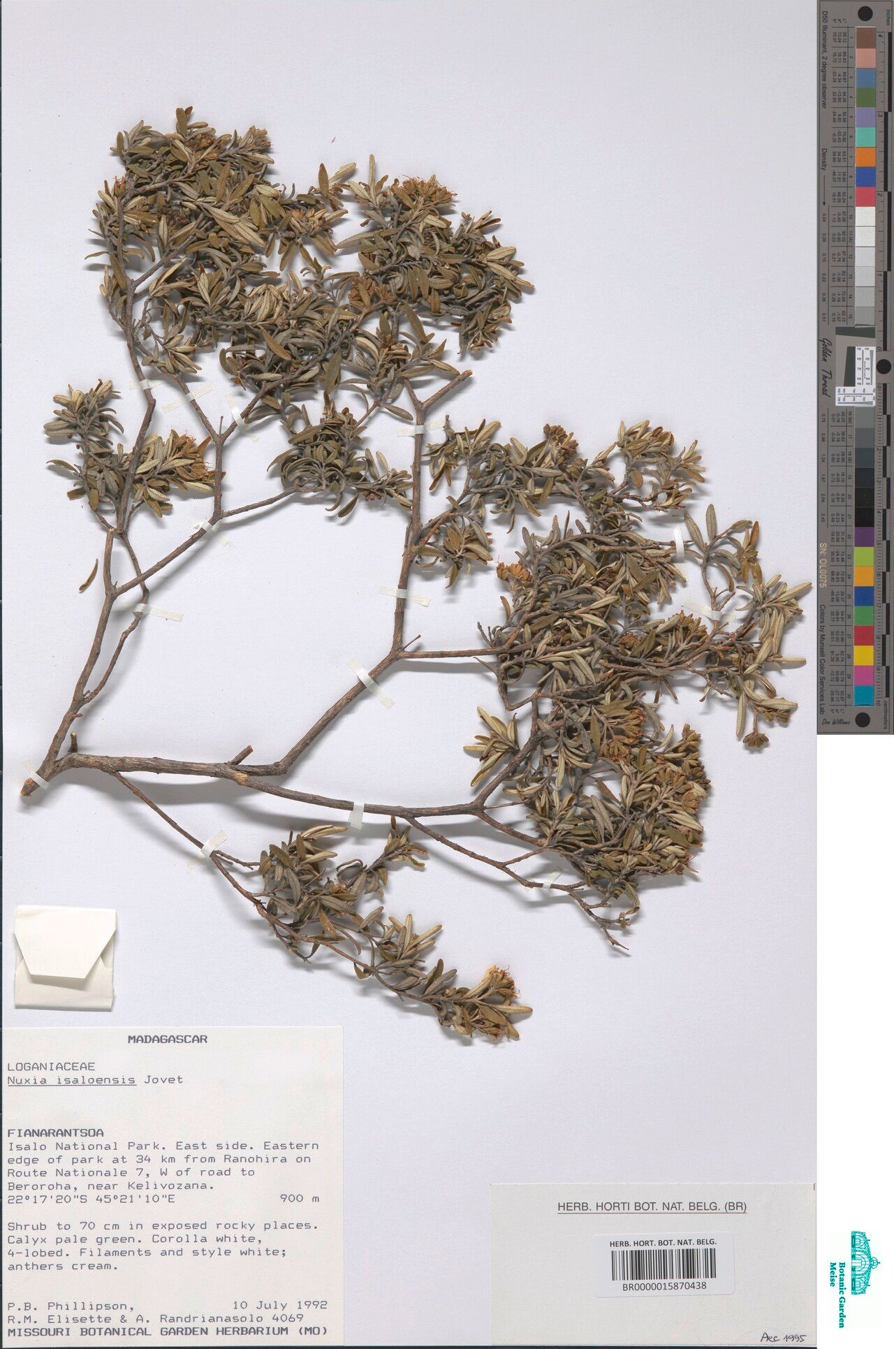 Nuxia isaloensis — houseplant care guide