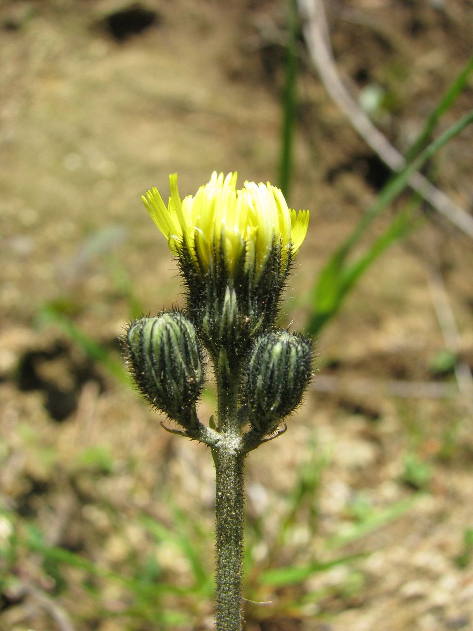 Pilosella floribunda — search result for 'Pilosella'