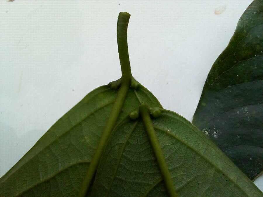 Colubrina spinosa other