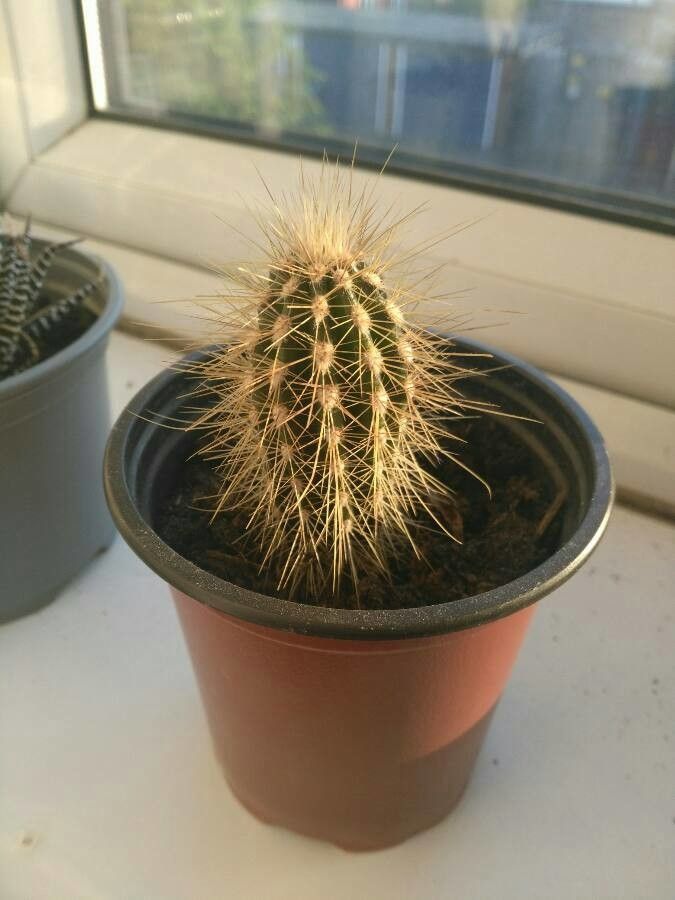 Echinopsis angelesiae flower