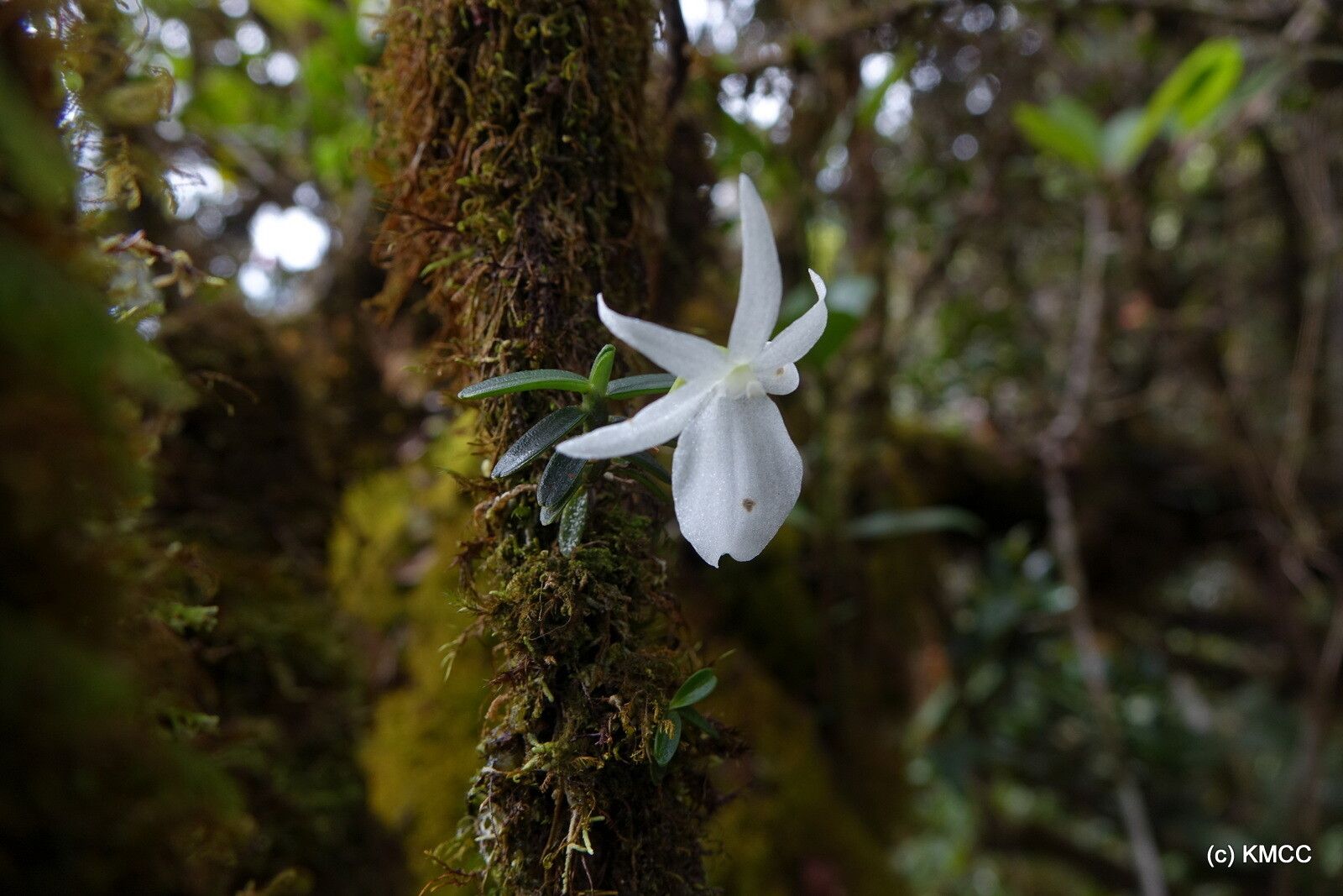 Angraecum drouhardii — houseplant care guide