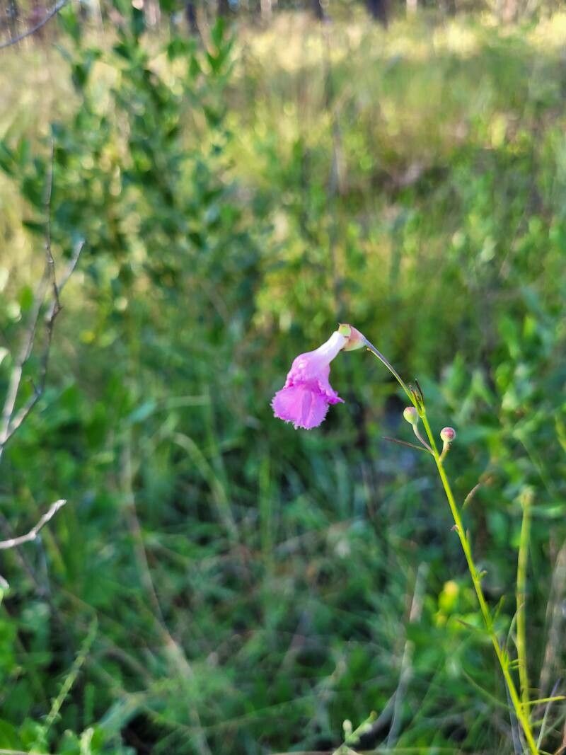 Agalinis oligophylla — search result for 'Agalinis'
